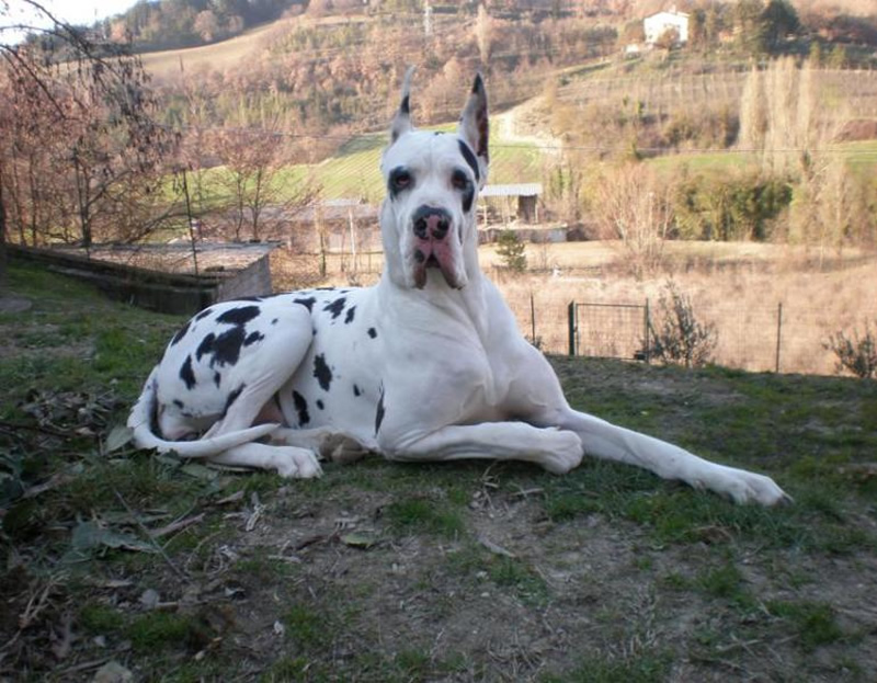 Alano femmina - Margot del Bianello