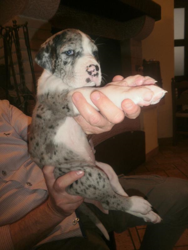 Femmina Merle 1 Foto a 1 mese PA145648.JPG